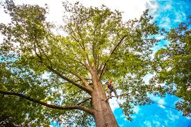 Best Stump Grinding and Removal  in Fairforest, SC