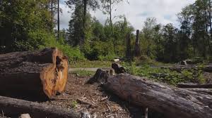 Best Firewood Processing and Delivery  in Fairforest, SC