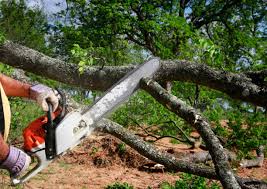 Best Hedge Trimming  in Fairforest, SC