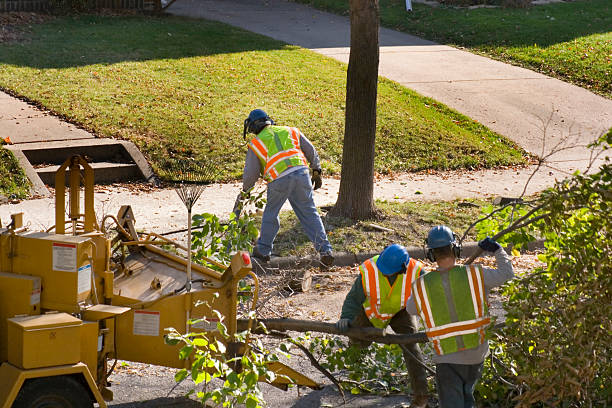 Trusted Fairforest, SC  Tree Services Experts